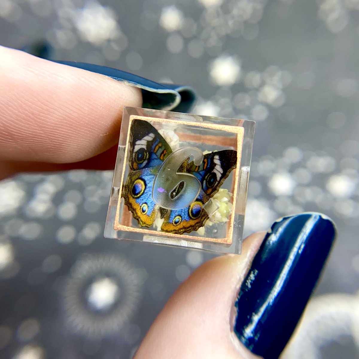 Dreamy_Dice's tweet photo. “The Blue Butterfly Terrarium” https://t.co/jJUUhxeTJM
