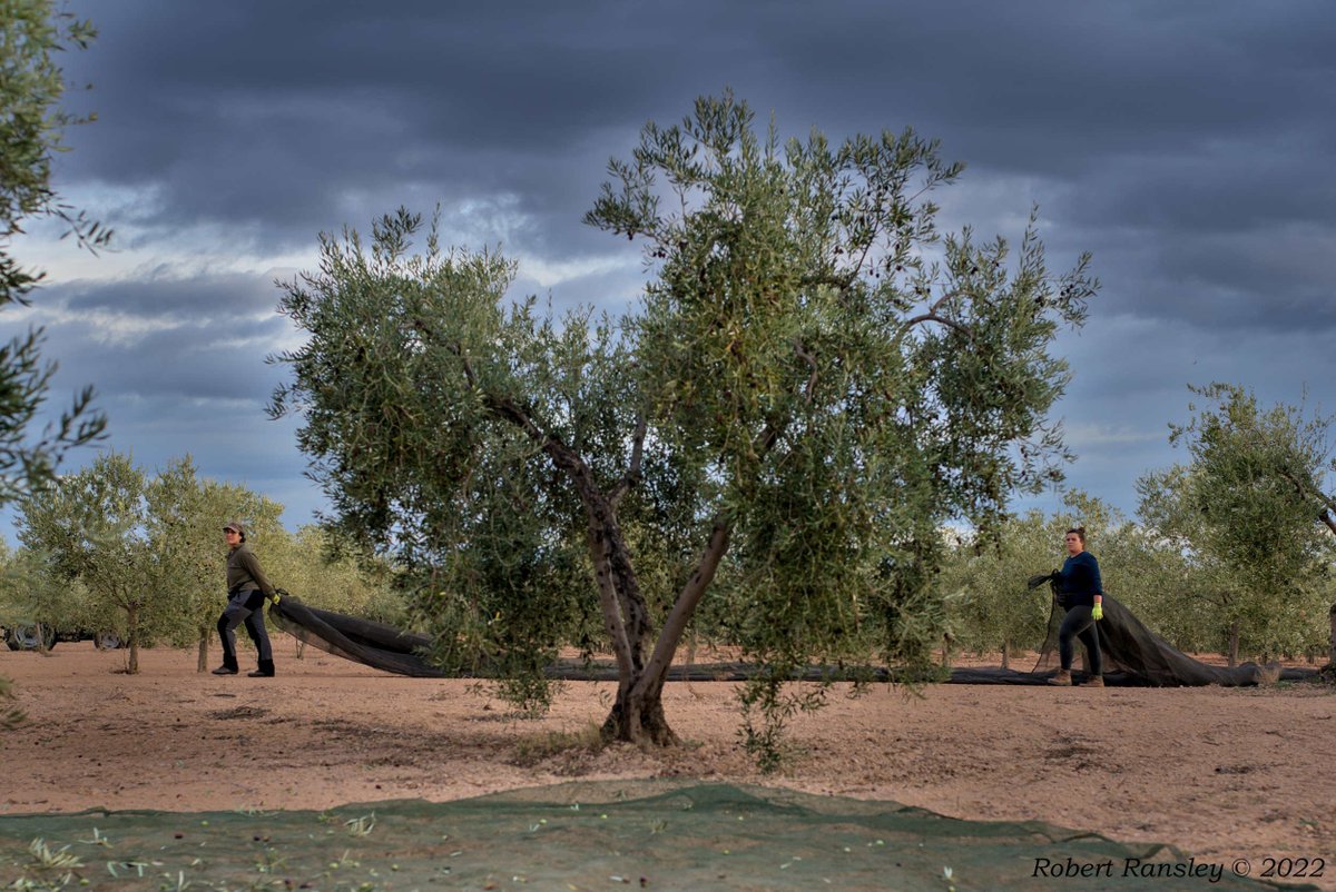 Todas las fotos que hice para el artículo 'El Aceite de Oliva de Lorenzo'.
All the photos I made for the article 'Lorenzo's (Olive) Oil' robertransley.com/photo-essays/l…
#freelancephotographer #photoessay #storytelling #Photo_Folio #spaintourism #oliveoil #aceite #olives #aceitunas