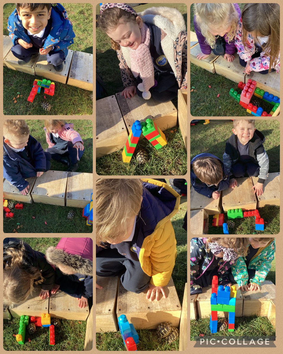 SullyPS's tweet photo. Reception took the tortoise outside today for some sunshine ☀️ They built them a pen so they couldn’t ‘run’ away 🐢🐢🐢🐢🐢 #SPSReception https://t.co/fnGBsFv9kf