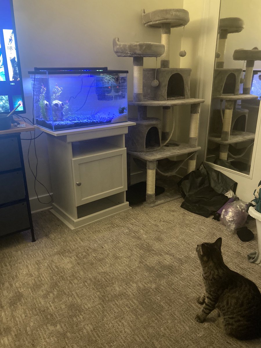 silxntio's tweet photo. start of my aquarium 🐠 https://t.co/TlppLiRLtw