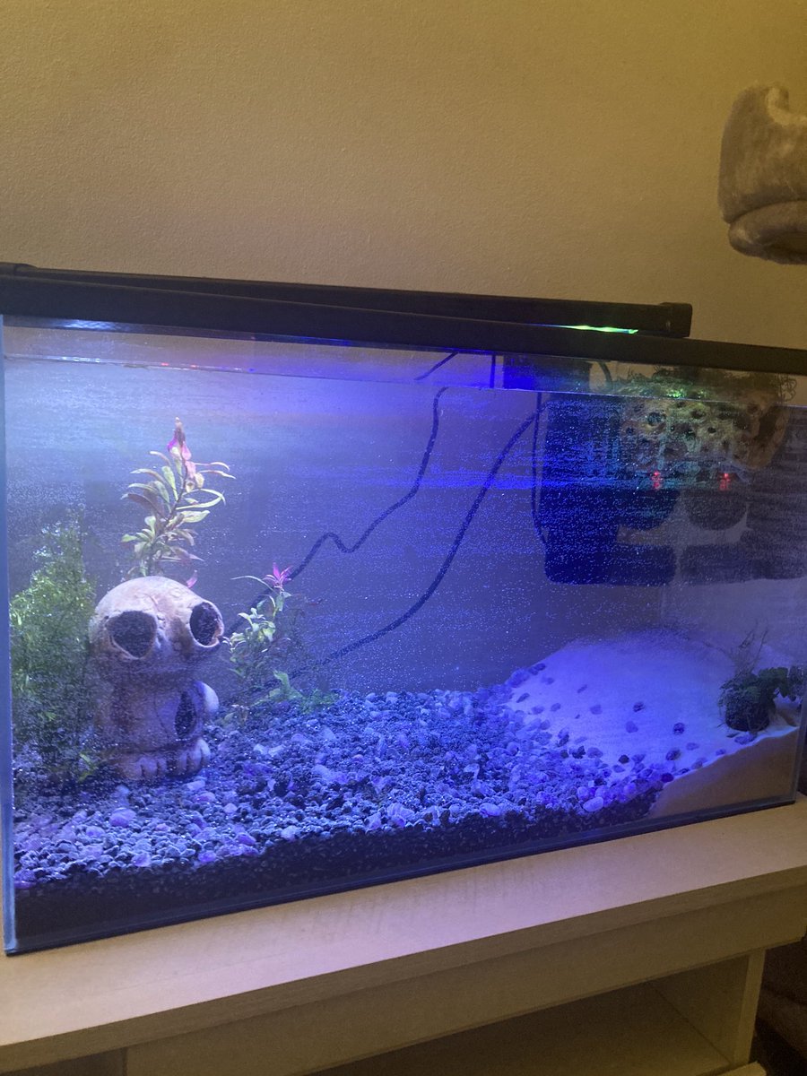silxntio's tweet photo. start of my aquarium 🐠 https://t.co/TlppLiRLtw