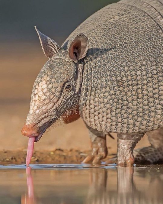 Thirsty Armadillo in Texas by wildographer Hector Astorga