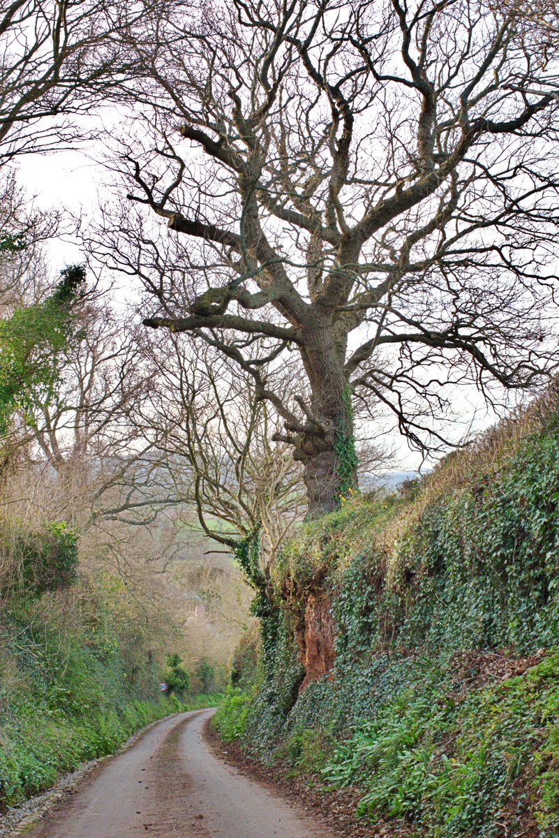 @LanesTree living life on the edge #westsomerset