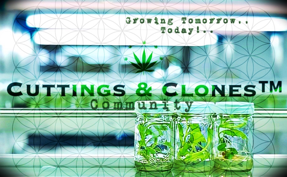 CuttingsClones's tweet photo. #blockchain #joinourteam #support #opportunities #technology #cannabisnews #cannabiscommunity #futureofbusiness #b2c #community #future #development #brand #building #b2b #businessowners #cultivation #share #CuttingsandClones  #ecommercebusiness https://t.co/igOgKpaMIZ
