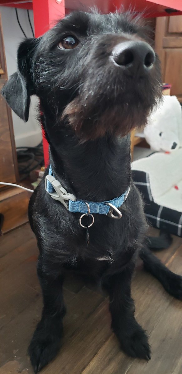 CleverCreatives's tweet photo. My sweet Rocky's new tag 🥰
#ProjectHailMary https://t.co/L1zQDscWUx