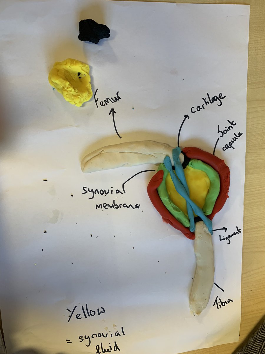 KCTSport's tweet photo. GCSE PE pupils have been getting creative with play-doh. They have been looking at 1) the structure of a synovial joint 2) linking the structure of a blood vessel to its function. #makinglearningmemorable https://t.co/x9zvqpQnzk