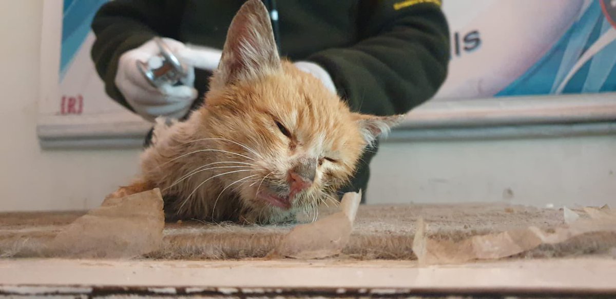 theAleppoCatmen's tweet photo. To save a life to save the whole world!

https://t.co/9BK1ZUepGd https://t.co/QGAOMihpUG