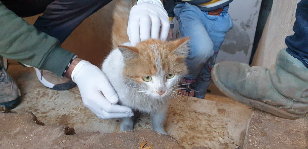 theAleppoCatmen's tweet photo. To save a life to save the whole world!

https://t.co/9BK1ZUepGd https://t.co/QGAOMihpUG