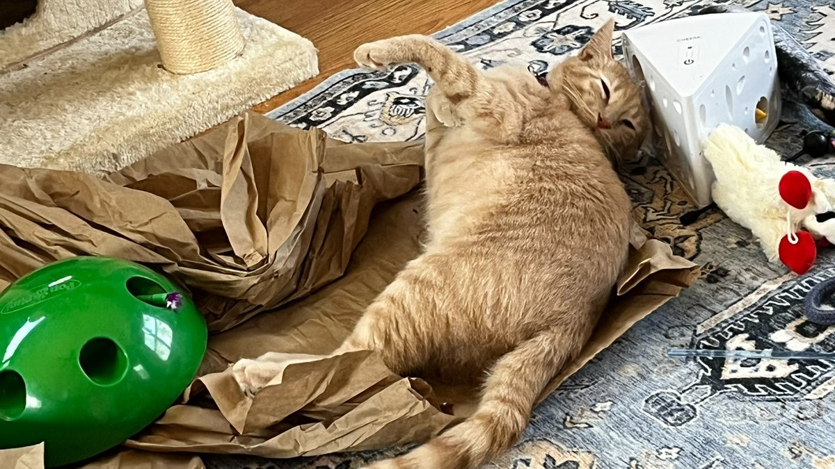 AskMrFrisky's tweet photo. It's very important to look one's best during playtime.
Life Lessons from Pumpkin #Kitten on why #cats suddenly stop and groom. (Our #cats also like to suddenly groom when they've been clumsy - it's a #IMeantToDoThat moment 😹) https://t.co/KXwtw5vClz