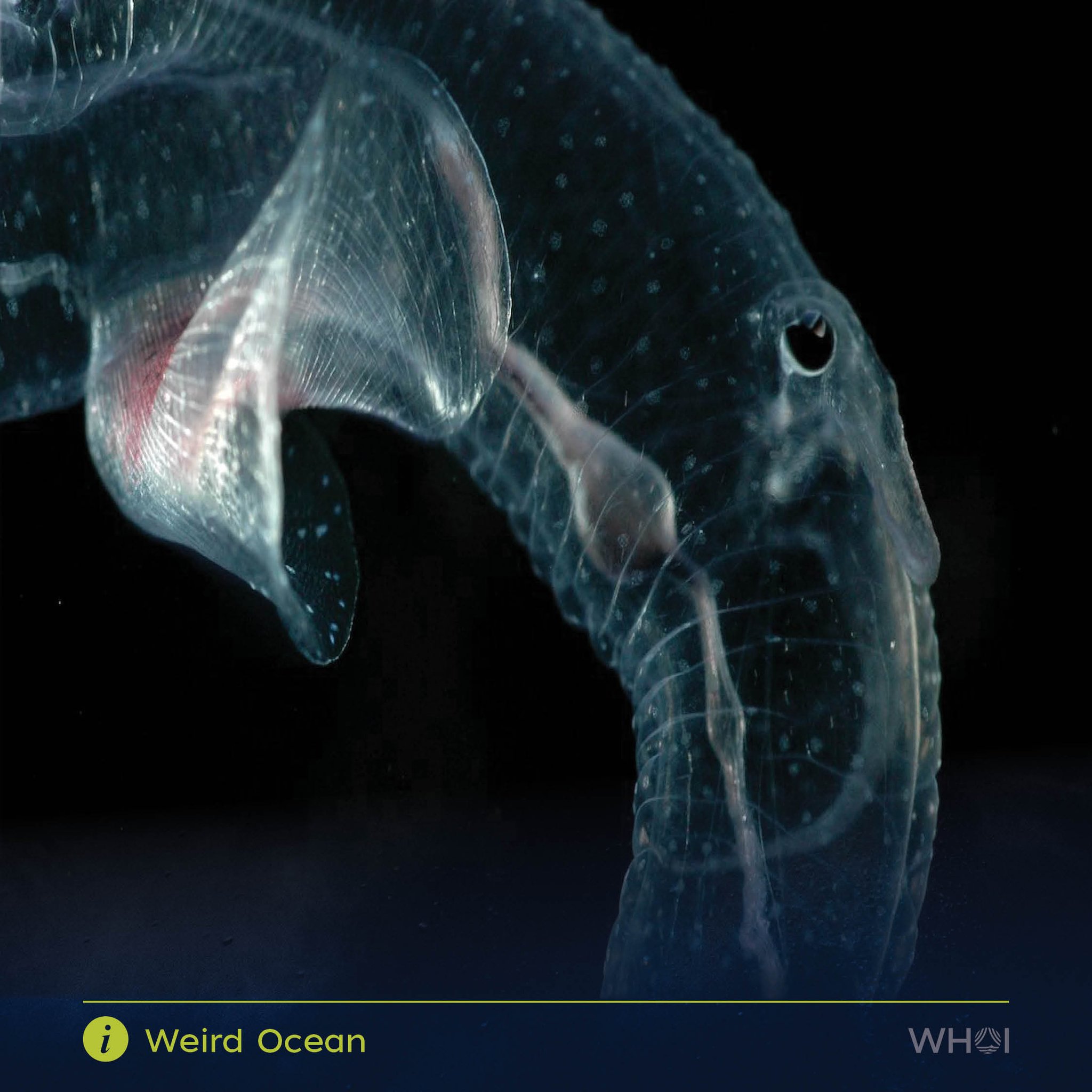 Woods Hole Oceanographic Institution (WHOI) on Twitter: 