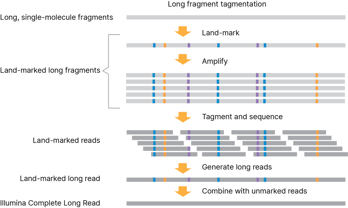 Highly anticipated, unlike anything else at #AGBT23, I revealed the novel sequencing methodology behind Illumina Complete Long Reads. Land-marked technology at the single molecule scale generates highly accurate long reads &amp; eliminates pain points, cost and complexity.