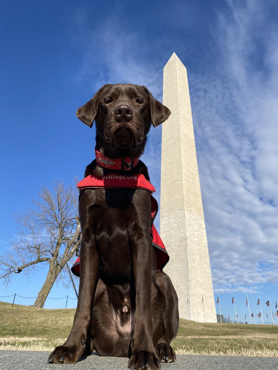 CapsPup's tweet photo. beautiful day in the district ! https://t.co/rj89rscHZ3