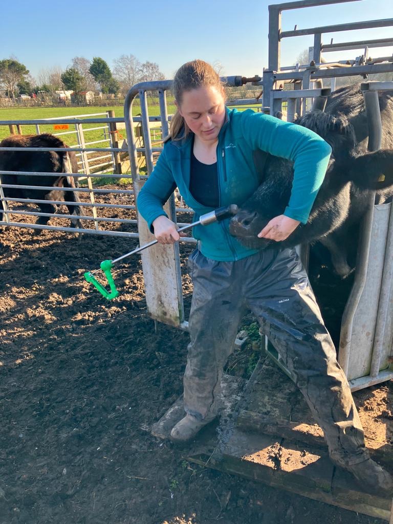 vet_vickyhudson's tweet photo. I think mineral bolusing a whole herd of sucklers should be a new CrossFit activity……😅💪

#newentrant #sucklerbeef #fit2farm #farminguk https://t.co/kq2GnguO6H