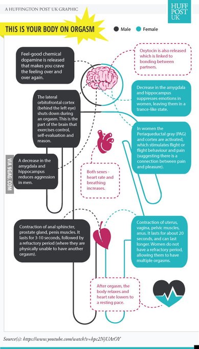 An Orgasm Science 🧵  The neuroscience of orgasm is a pretty neat thing to study, but let's be real: it's