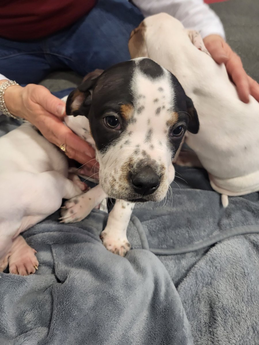 MissWSpedSquad's tweet photo. Thank you to the @GombertGators SEL team for connecting us with Rover Rescue to play with puppies this morning! Best. Morning. Ever. I'm ready for a new little one 🥰🥰🥰 https://t.co/GqO5wrtgPS