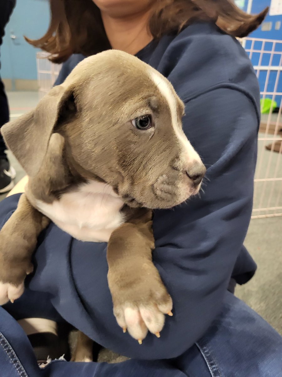 MissWSpedSquad's tweet photo. Thank you to the @GombertGators SEL team for connecting us with Rover Rescue to play with puppies this morning! Best. Morning. Ever. I'm ready for a new little one 🥰🥰🥰 https://t.co/GqO5wrtgPS