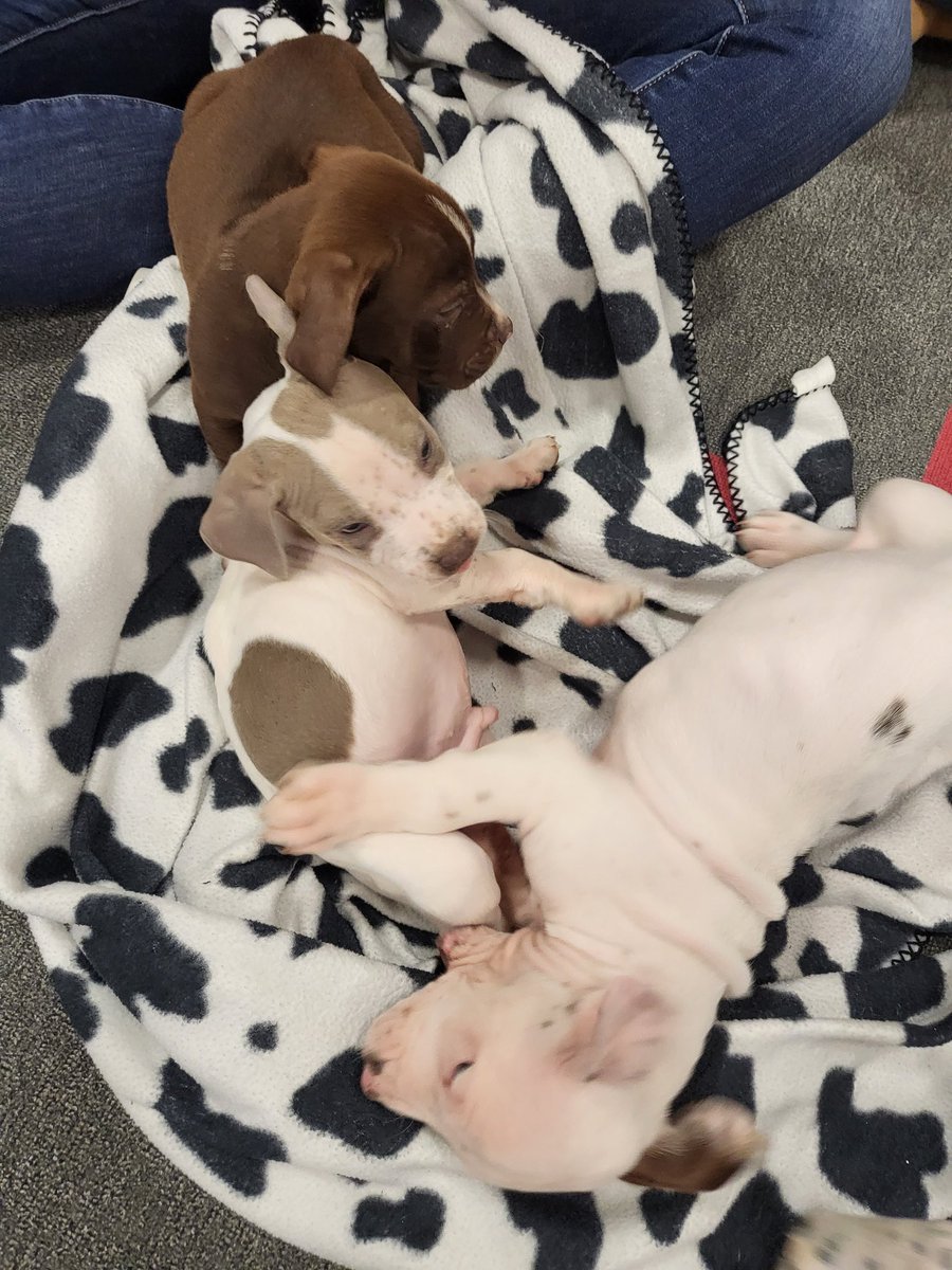 MissWSpedSquad's tweet photo. Thank you to the @GombertGators SEL team for connecting us with Rover Rescue to play with puppies this morning! Best. Morning. Ever. I'm ready for a new little one 🥰🥰🥰 https://t.co/GqO5wrtgPS