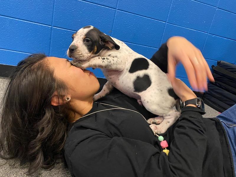MissWSpedSquad's tweet photo. Thank you to the @GombertGators SEL team for connecting us with Rover Rescue to play with puppies this morning! Best. Morning. Ever. I'm ready for a new little one 🥰🥰🥰 https://t.co/UKOG9n4jIj