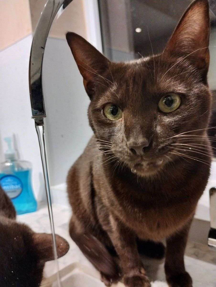 Getting our whiskers wet on #whiskerswednesday