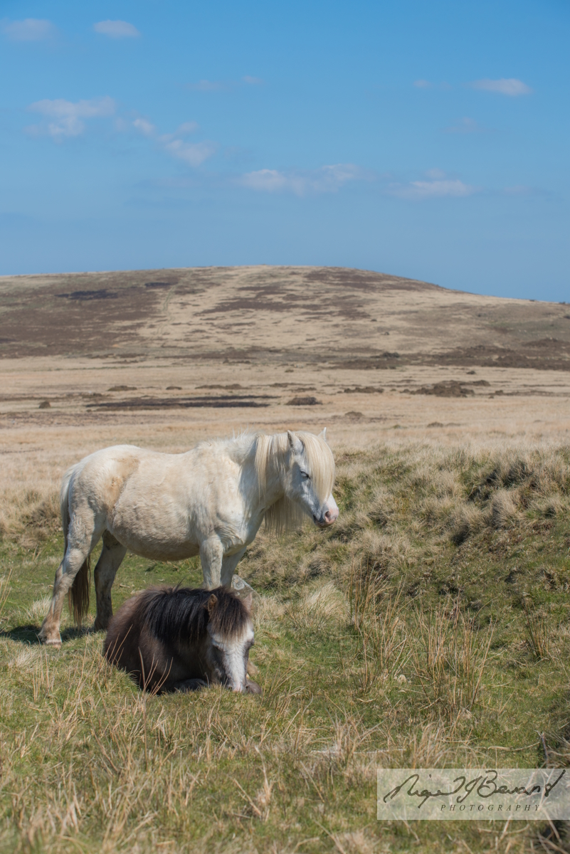 NJBDP's tweet photo. Wild Horses on our Preseli Hills
#pembrokeshire #pembrokeshirelife #wales https://t.co/C5ZAiNBLp2