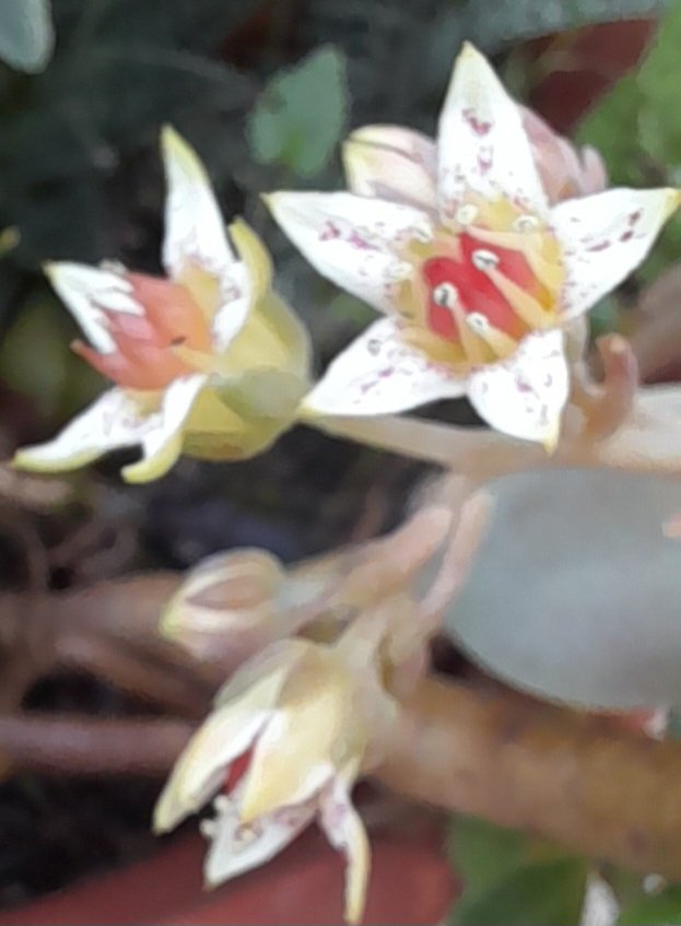 Sandra Torres xanacctorres (@xanacctorres) on Twitter photo 