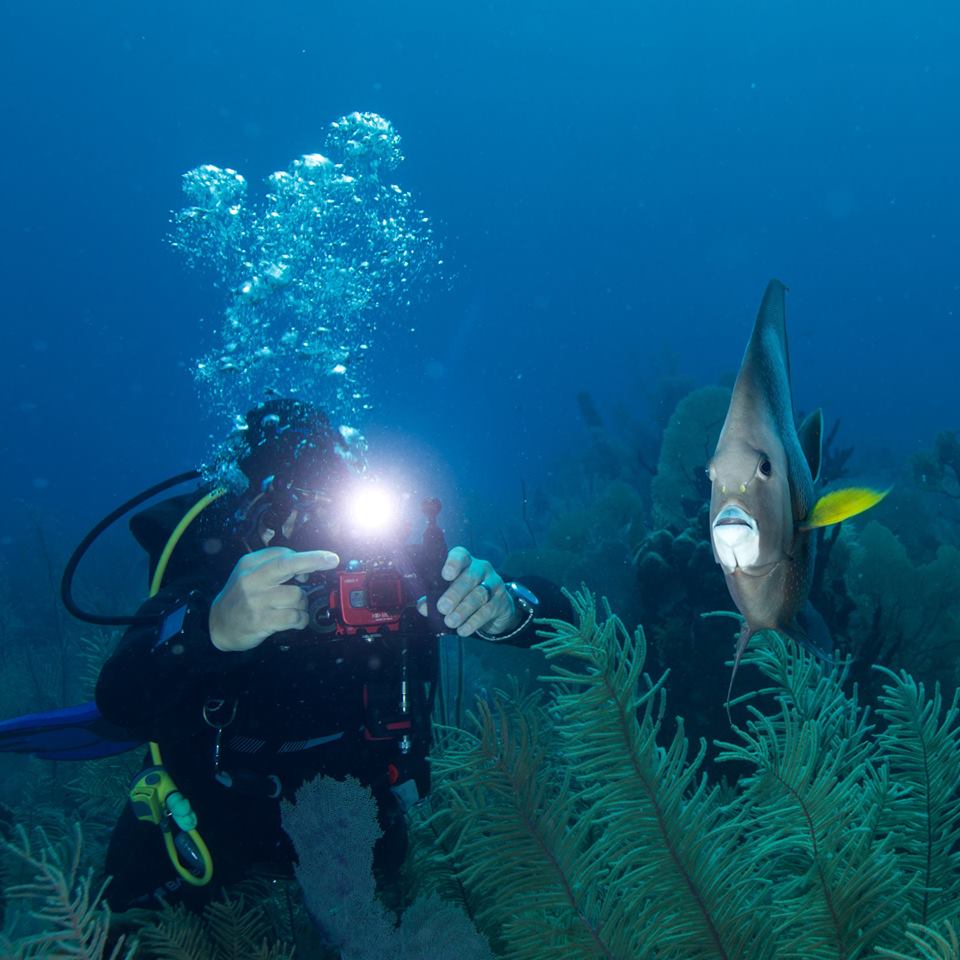 Belize Dive Haven tweet media