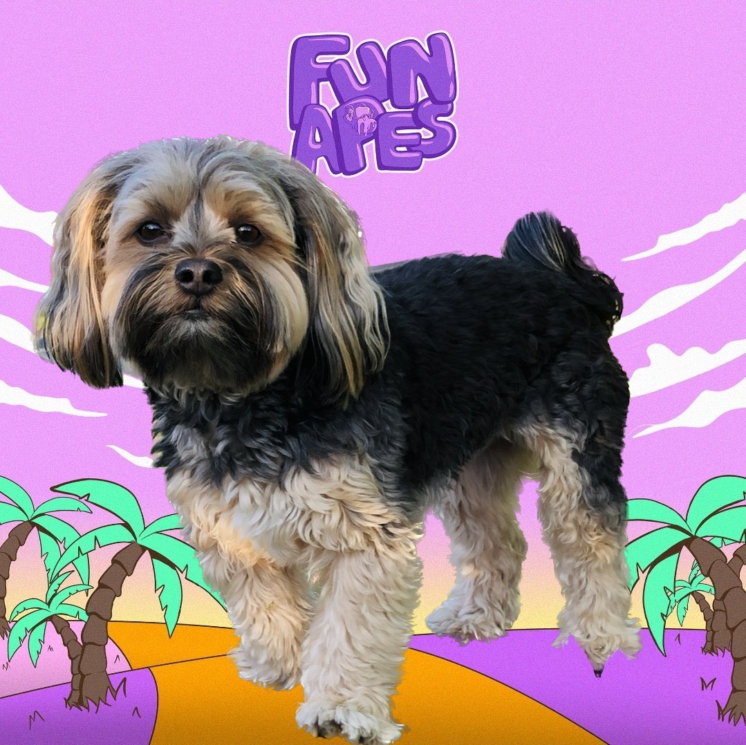 R_Jam17's tweet image. He wants in with @FunApes_NFT too
#LabDog #JoinFunApes #morkie 
100x multiplier?👇😻