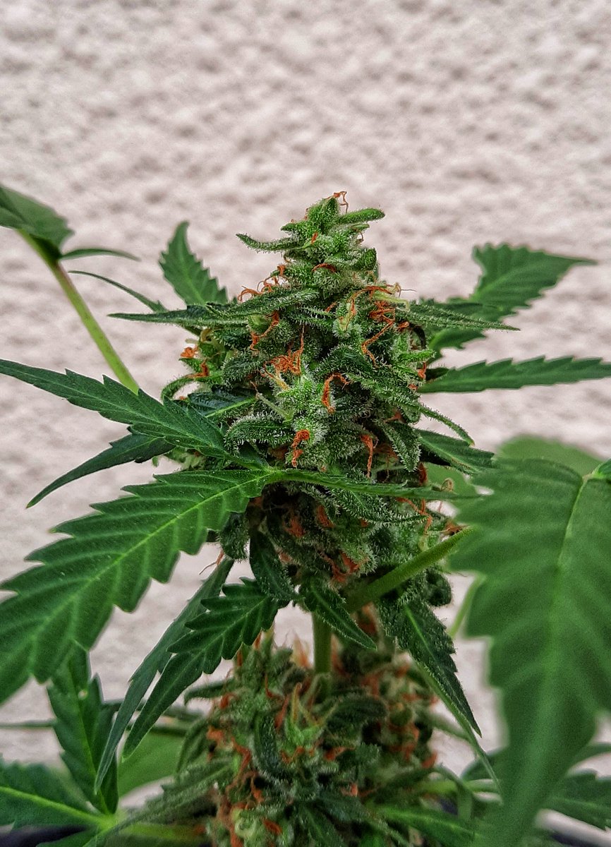 elriquigenetics's tweet image. 🇦🇷🇦🇷🇦🇷Genetica de CAMPEONES 🇦🇷🇦🇷🇦🇷 x @elriquigenetics 
#autofloreciente #CannabisCommunity #cannabisculture #cannabisindustry #sativa #indica