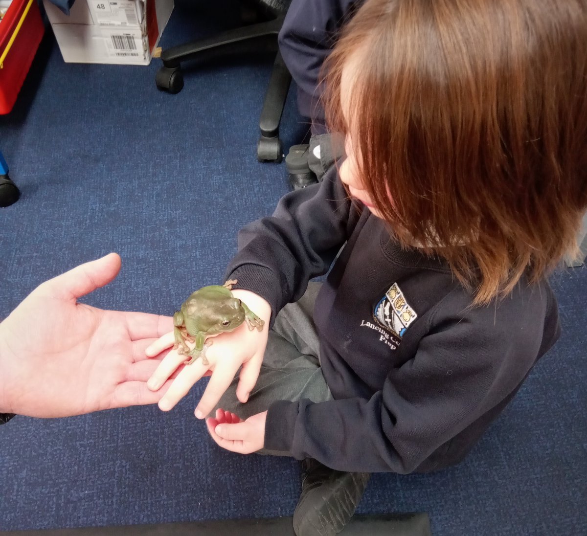 LancingPrepWthg's tweet photo. Our Reception children had a wonderful visit from @JawsNClaws who brought along with them all manner of exotic creatures. It was very exciting for the children to observe and touch some amazing animals including snakes, a tree frog and a bearded dragon. #reptiles #EYFS https://t.co/PHz95upZmq