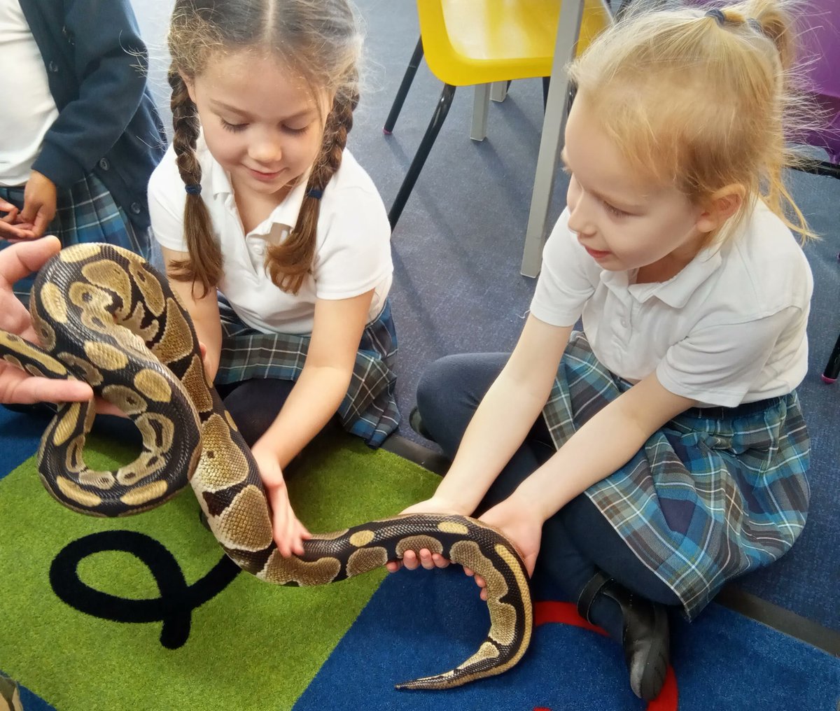 LancingPrepWthg's tweet photo. Our Reception children had a wonderful visit from @JawsNClaws who brought along with them all manner of exotic creatures. It was very exciting for the children to observe and touch some amazing animals including snakes, a tree frog and a bearded dragon. #reptiles #EYFS https://t.co/PHz95upZmq
