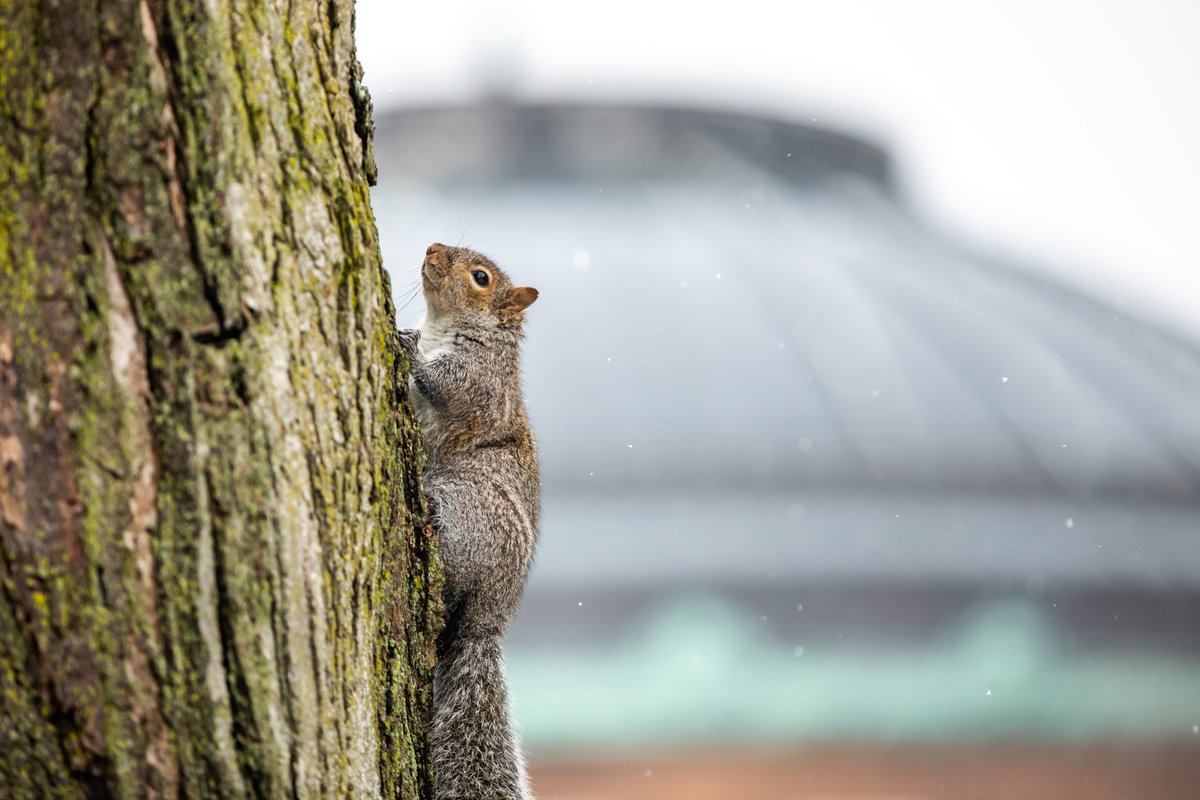 UofIFS's tweet photo. Hello!🐿

#ILLINOIS https://t.co/wOsw50XKdo