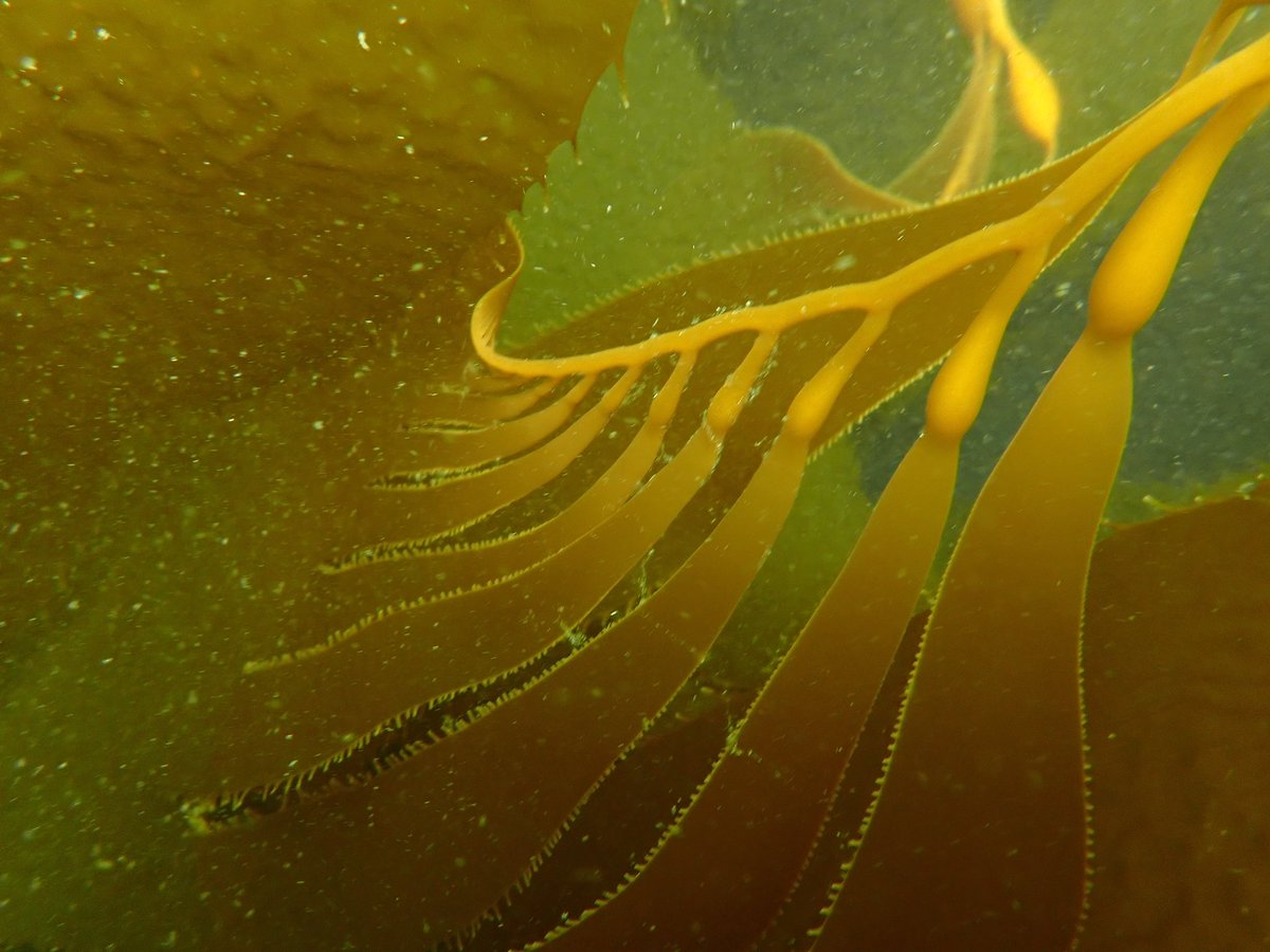 Don’t forget to submit an abstract for PEEC, a grad focused conference in Vancouver on April 1-2 this year. Abstracts due Monday Feb 13th, we welcome any topics related to ecology and evolution! Info: peec.ca