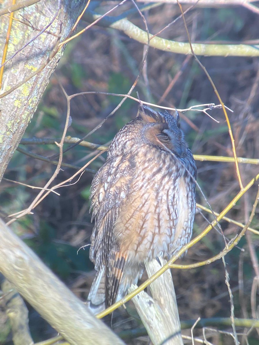 ElmleyNNR's tweet photo. What a nice surprise this afternoon at their sun bathing roost (Water barrier and wardens in place) https://t.co/VCiyb2muQ9