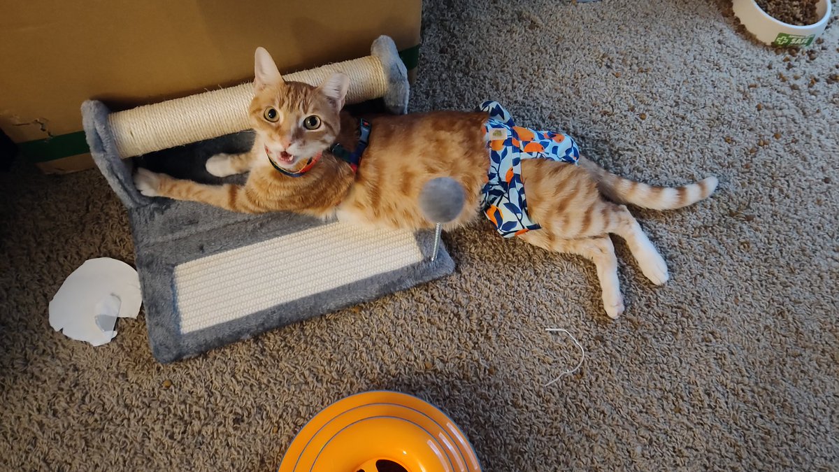 Kitty tweet media