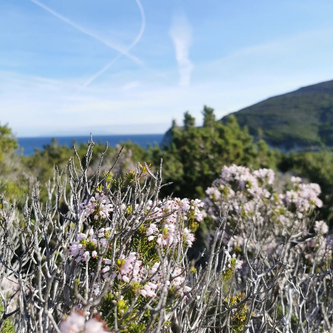 ~ A SCOPA ~

De février à fin mai, vous ne pourrez manquer cet arbuste aux petites fleurs blanches, typique du maquis corse :  la bruyère arborescente ! 🌱🌿🌾

Plus d’infos sur le sentier botanique de Pietracorbara-Petracurbara 👉 bit.ly/40rqk9Q

📸🙏 <a href="/capi/">Martin Carpella</a>.corsu
