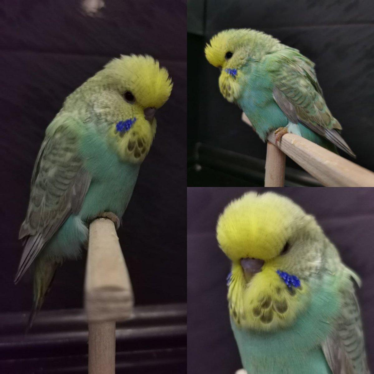 Beautiful budgie parakeet
shortest.link/gshm
#budgiebird #budgielove #budgielife