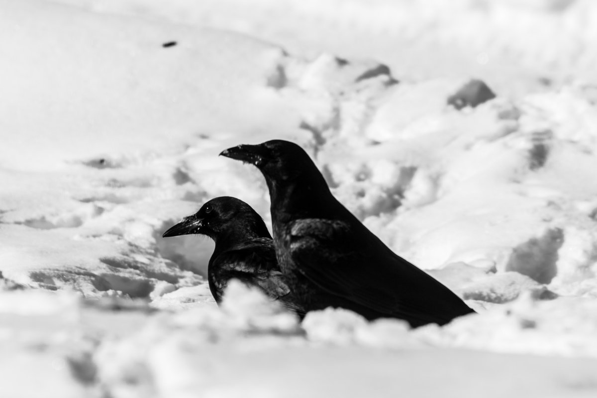 American Crows in the snow
#WildlifeWednesday #BirdTwitter #Crow #snow #Wisconsin #BlackandwhiteWednesday