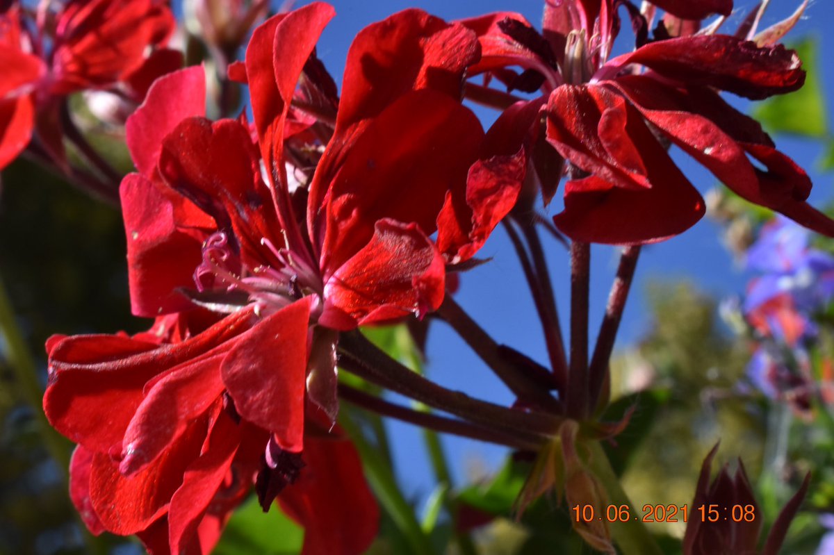 OGlukeMAN's tweet photo. Man when’s the next plant facts

#Flowers #photography https://t.co/E2gPgLXVSF