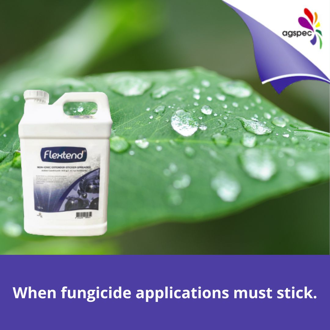 AgspecAus's tweet photo. 🌱Want to keep your #fungicides on the leaf & protect your ag chem investment?
#Flextend® is an authentic sticker from #Agspec that protects your spray applications in #orchards & #vineyards from the elements ☔
Click to learn more 👉 https://t.co/owccUiAA58 https://t.co/U6G6ZAlkyJ