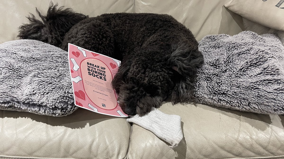 WCJ34's tweet photo. Even my dog agrees that white socks are better as a chew toy and shouldn’t ever be worn. #BreakUpWithBoringSocks @RockEmSocks https://t.co/Uihhyq09l4