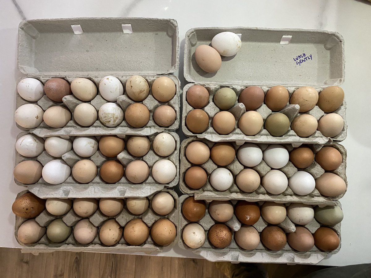 DrRooftopKY's tweet photo. I'm not saying that someone is messing with the chicken feed, but we switched to 5 way all feed (same as we give the hogs and sheep) and we went from 2-4 eggs per day to this (first pic is from today, second is from the last three days). https://t.co/o65uEFciSw