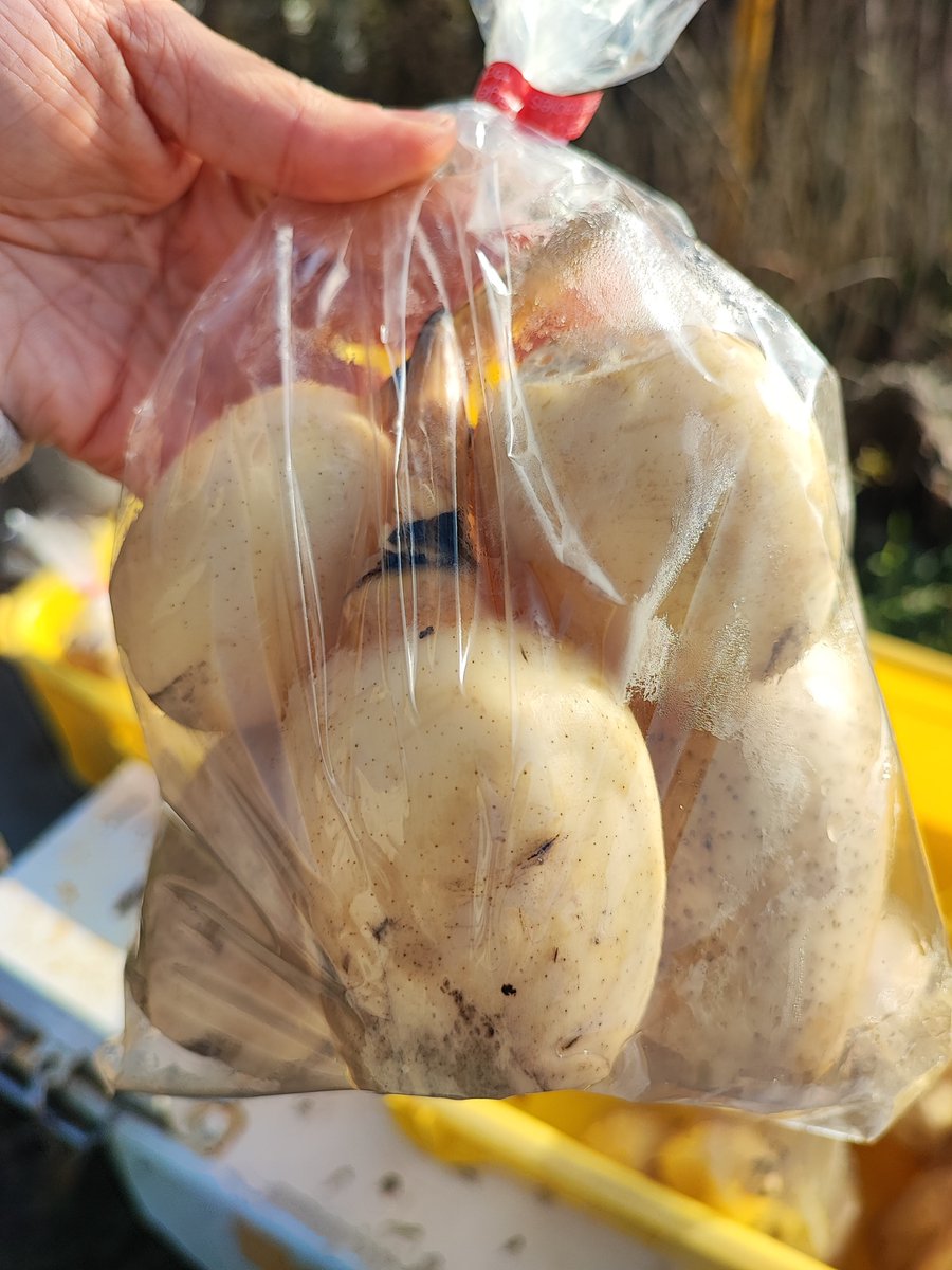 Madam_Fujiko's tweet photo. Fresh lotus roots are available at 100 YEN in the area during winter.😆✨

#レンコン
#稲敷市 #茨城県 
#rural #Inashiki #Ibaraki #Japan 
#INASHIKINEST https://t.co/nggskpSCz1