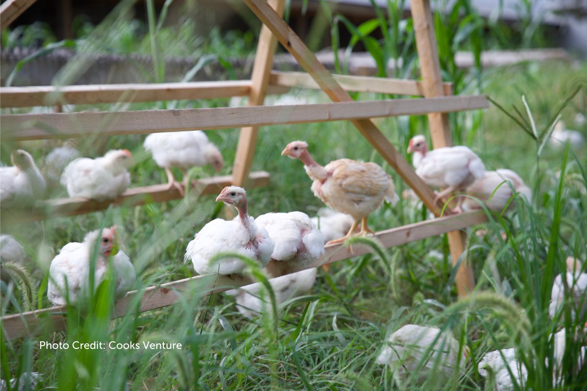 ASPCA's tweet photo. A better life for chickens from DAY ONE! 🐔🥳 @CertifiedGAP released the Better Chicken Project label with brands like Mary’s Chicken, @LaBellePatChikn @CooksVenture leading the pack…or should we say flock? #ShopWithYourHeart Learn why this matters -> https://t.co/w9KAGjGyUW https://t.co/CIw6Gi2ev9