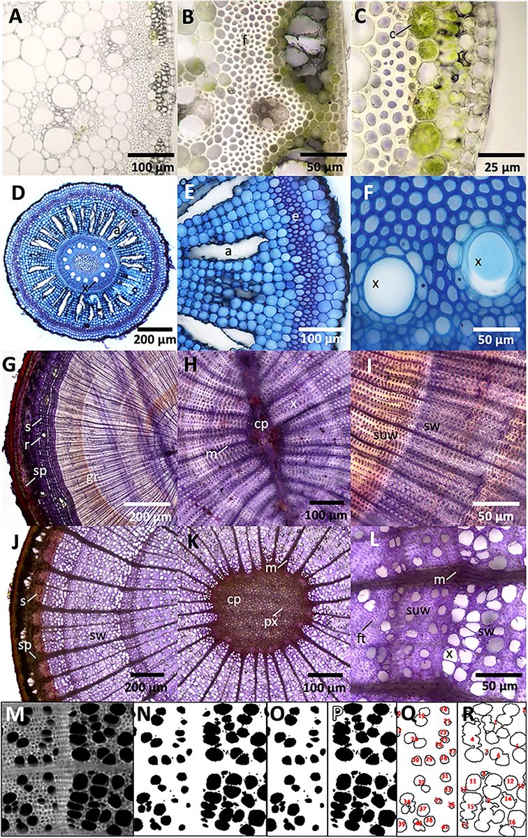 The rapid-tome, a 3D-printed microtome, and an updated hand-sectioning method for high-quality plant sectioning
Full text: tinyurl.com/2kj7ys8u
#PlantScience #CrossSection