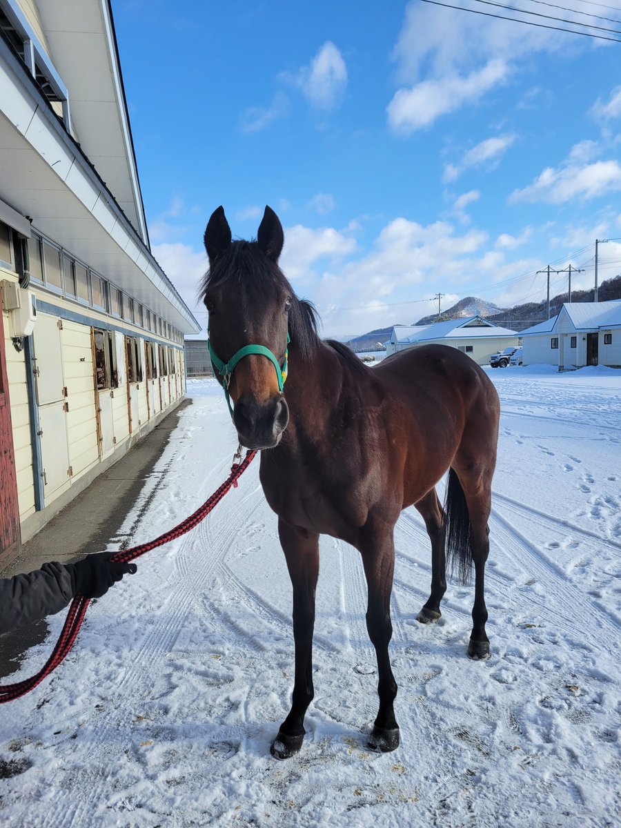 一番好きな名前の娘
カゼノタニノアヤカさんが生まれ故郷の二風谷Fさんに帰って来たそうです😭
これからはお母さんとしての仕事が待っています😌
子供達も応援しますよー🤗
