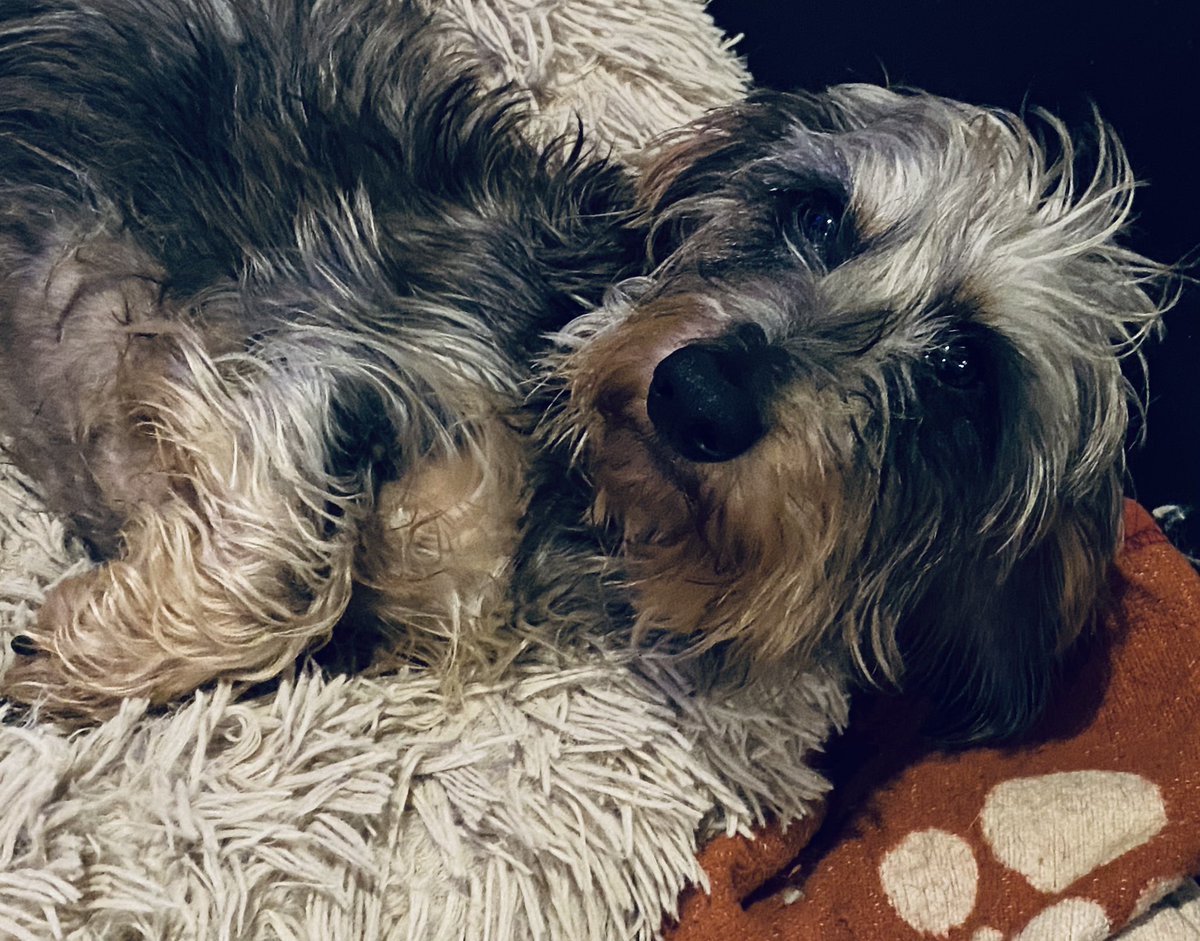 SausageDogHotel's tweet image. “Ooh what ya got there?” - Artie has been awoken by the sound of a packet opening…. #SharePlease #Groaker