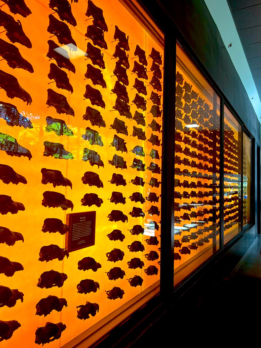 404 dire wolf skulls. the la brea tar pits museum is the most metal museum.