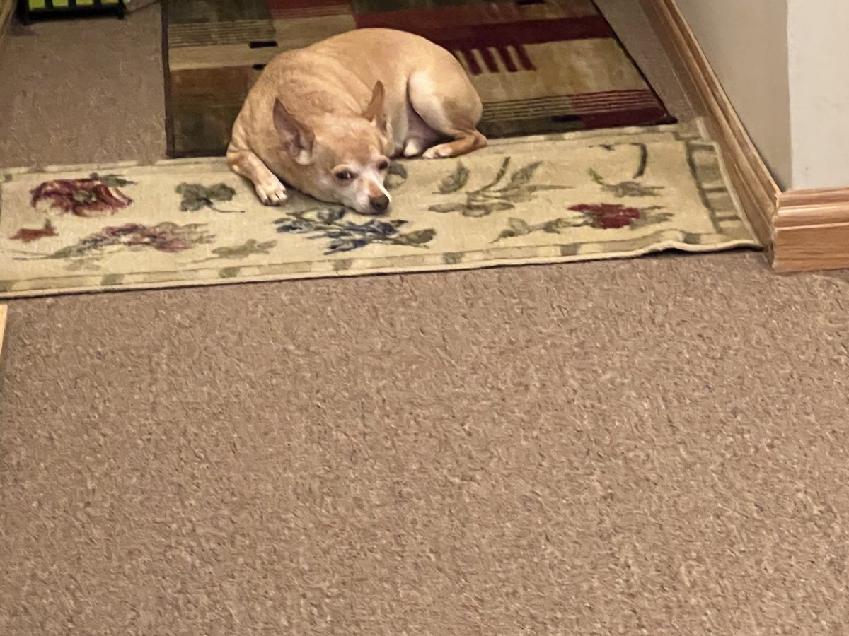 KnoppsMom's tweet photo. Watching over me as I begin my trek back from a broken foot. I received permission to begin some exercise with restrictions! I will do what I’m instructed to avoid the possibility of surgery. #adventureswithroo https://t.co/nKG6IUUKC2