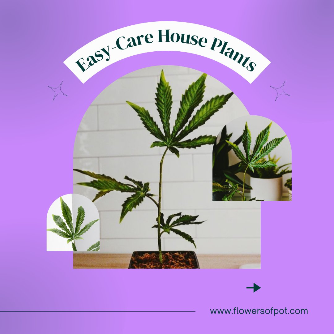 Unlike real plants, fake weed plants don't need to be maintained at all. Just don't try propagating 😁

#FlowerofPot #homedecorinspo #cannabisculture #womeneur #stonedsociety #plantslife #glasslife #moderninteriordesign