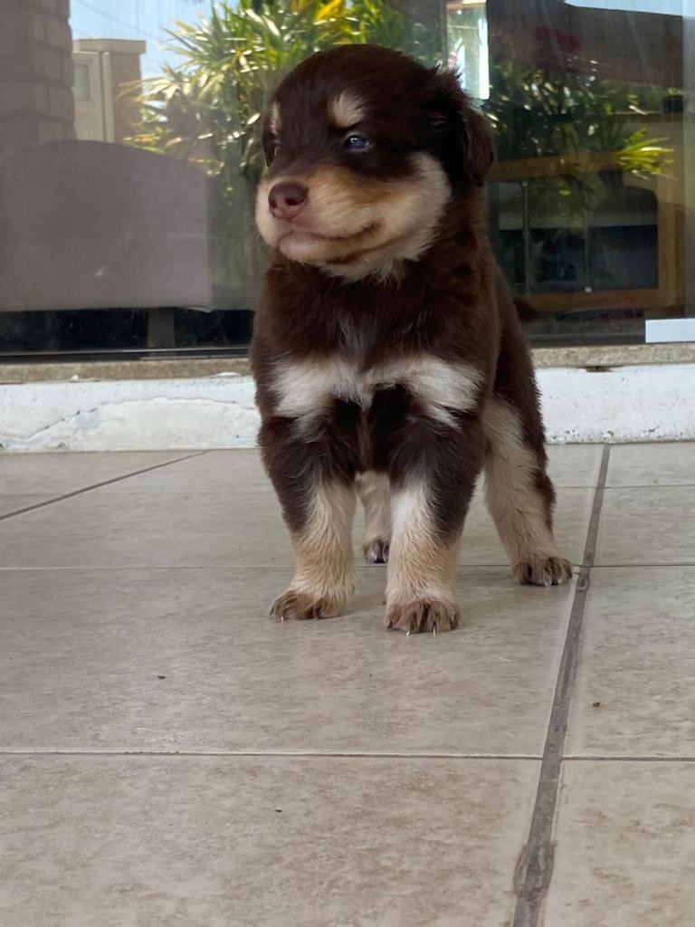 manufrreitas's tweet image. Galera, minha cachorrinha deu cria e to com sete filhotinhos pra adoção! São porte M e estão com 35 dias, doação com 45. Quem tiver interesse ou conhecer quem tem, me chama! 🙃🥰  Mais fotinhos pra baixo